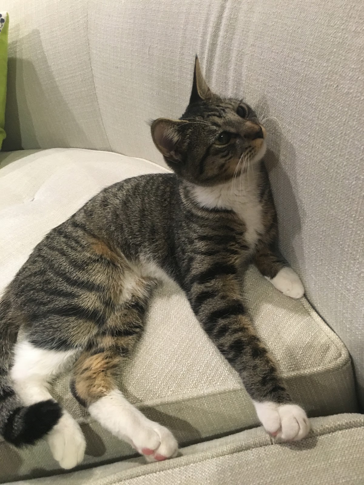 Health Benefits of Owning Pets